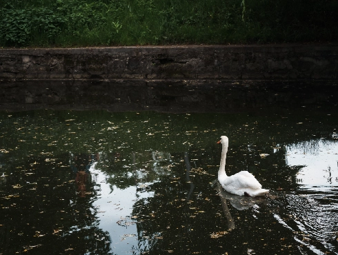 Tundra Swan